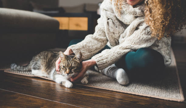 istock Owner playing with cute funny cat at home 944148574