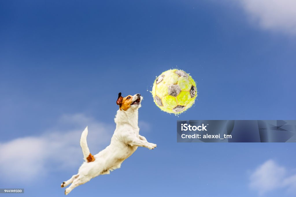 High jumping and flying dog catching yellow football (soccer ball) covered with snow Concept of spring football at northern countries Dog Stock Photo