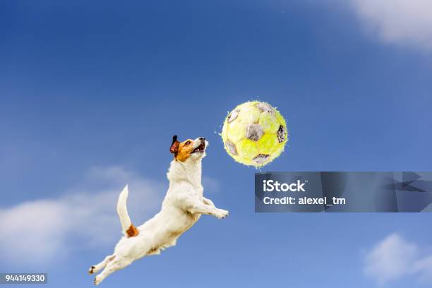 High Jumping And Flying Dog Catching Yellow Football Covered With Snow Stock Photo - Download Image Now