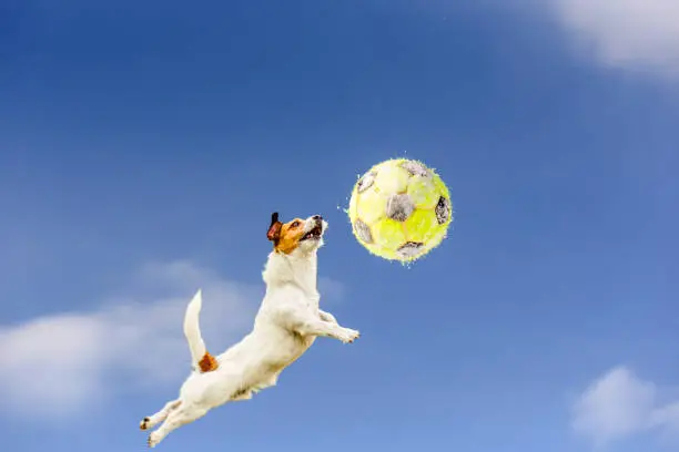 Photo of High jumping and flying dog catching yellow football (soccer ball) covered with snow