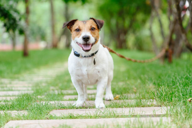 Dog tethered with long-line training leash at obedience class