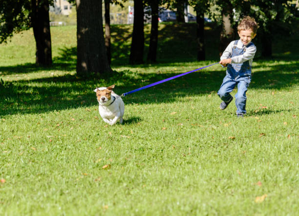 hund zieht kleine kind junge an gespannten leine - dog walking child little boys stock-fotos und bilder