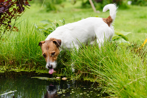 Thirsty Jack Russell Terrier playing near little pond