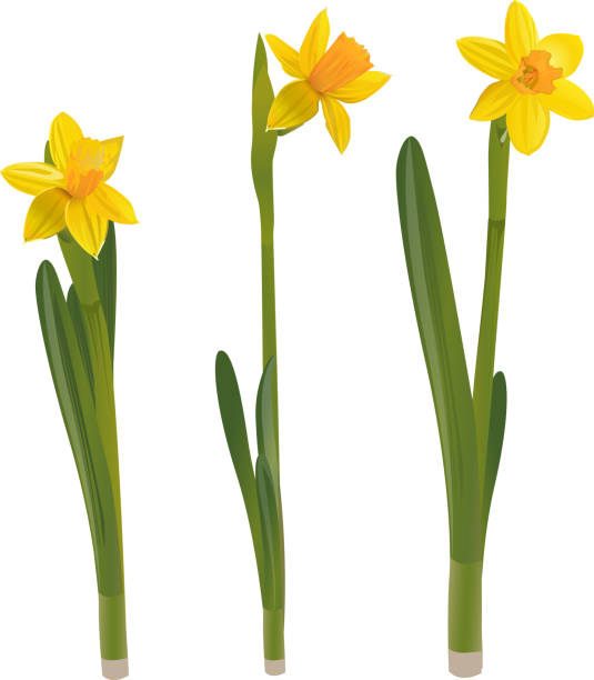 нарциссы на белом фоне. векторная иллюстрация. - daffodil stem yellow spring stock illustrations