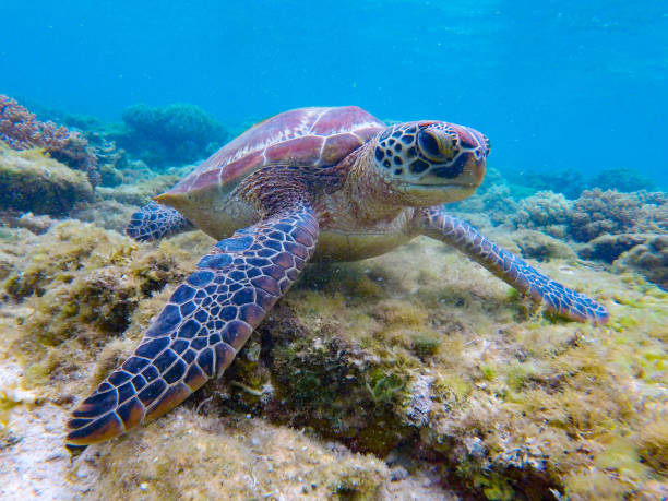 pawikan - apo island 뉴스 사진 이미지