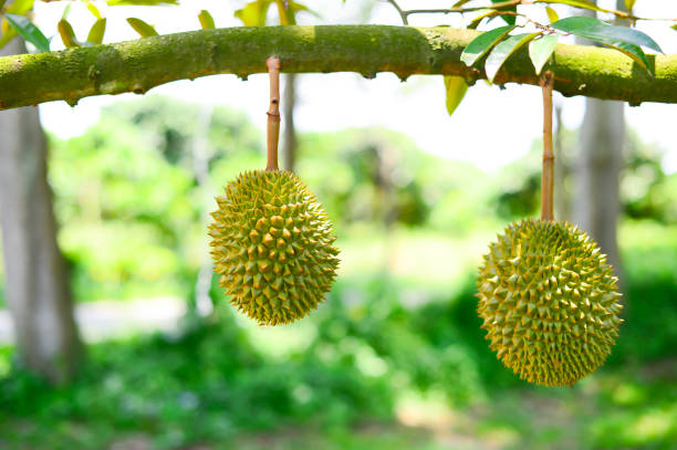 istock Monthong durian - Thai fruit - King of fruit 944152998