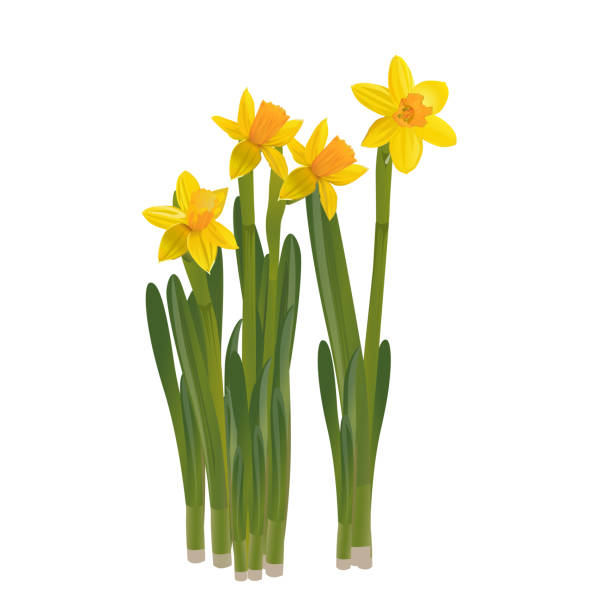 ilustraciones, imágenes clip art, dibujos animados e iconos de stock de narcisos sobre un fondo blanco. ilustración de vector. - daffodil stem yellow spring