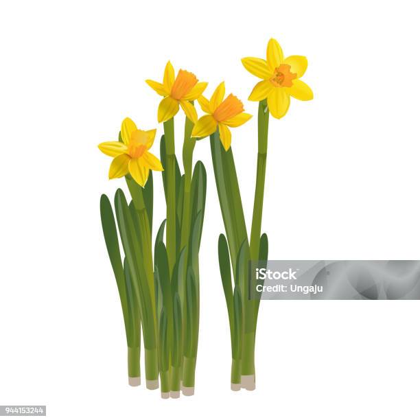 Daffodils On A White Background Vector Illustration Stock Illustration - Download Image Now