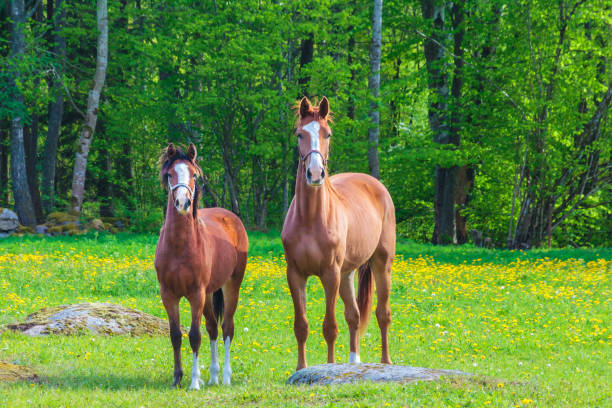 Curious Swedish horses in spring