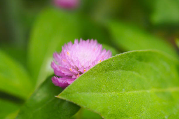 purple globe amaranth (gomphrena globosa) flowers - globe amaranth imagens e fotografias de stock