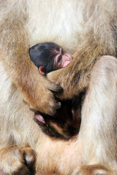 istock Midsection Of Monkey Holding Young Animal 944159396