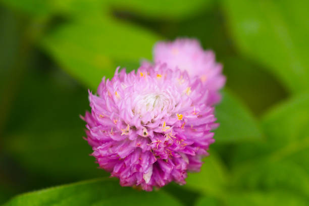 パープルグローブアマランス(ゴンフレナグロボサ)の花 - globe amaranth ストックフォトと画像