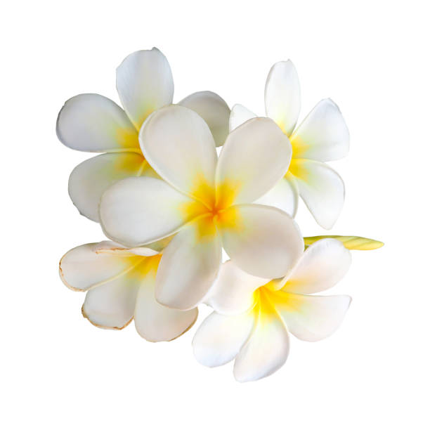 istock Plumeria Flowers 944160512