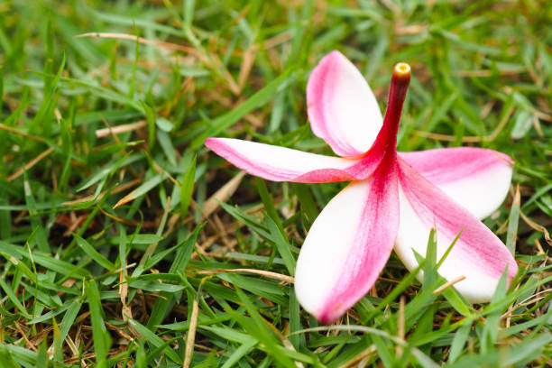 istock Plumeria Flower falls on the ground 944169092