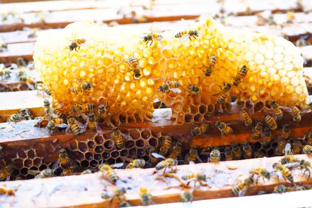 Honeybees - Bee hive