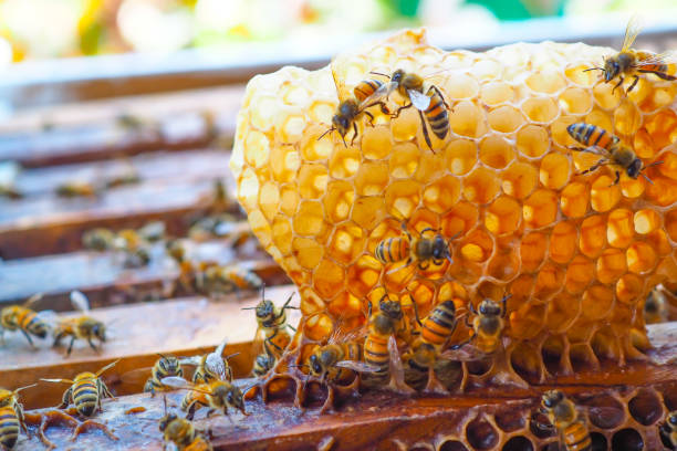 ミツバチ ・ ミツバチの巣箱 - beehive bee colony wax ストックフォトと画像