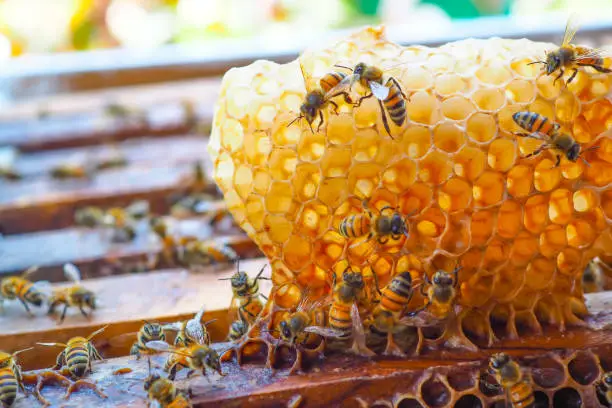 Honeybees - Bee hive