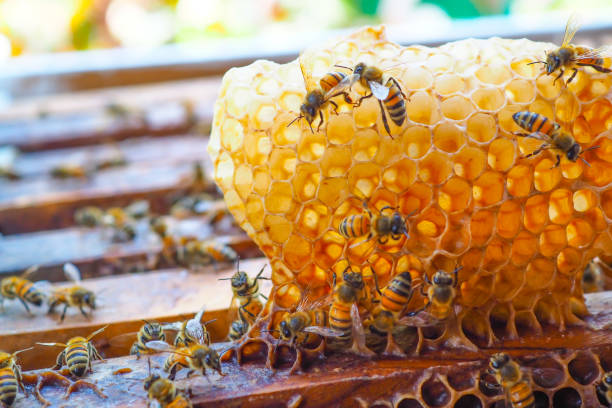 pszczoły miodne - ul pszczeli - bee swarm of insects beehive tree zdjęcia i obrazy z banku zdjęć