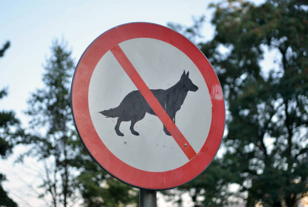 istock no dogs allowed sign in the park 944173366