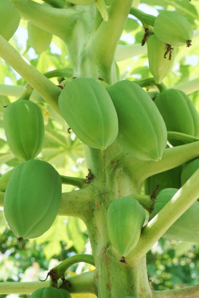 istock fresh green papaya tree in fruit garden 944173856