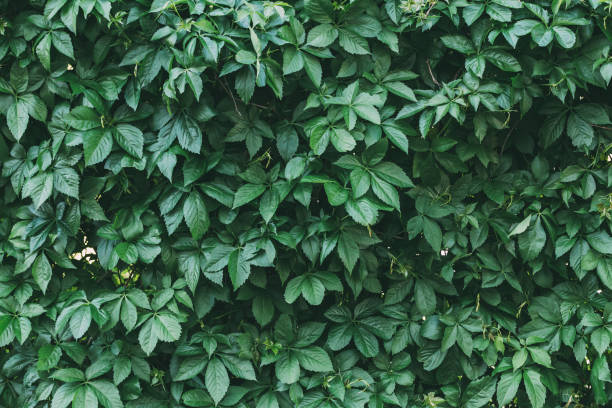 istock Green Ivy Leaves Natural Background 944183698
