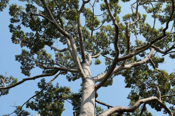 istock branch of Yang, Gurjan, Garjan, Dipterocarpaceae,is a large tree 944190764