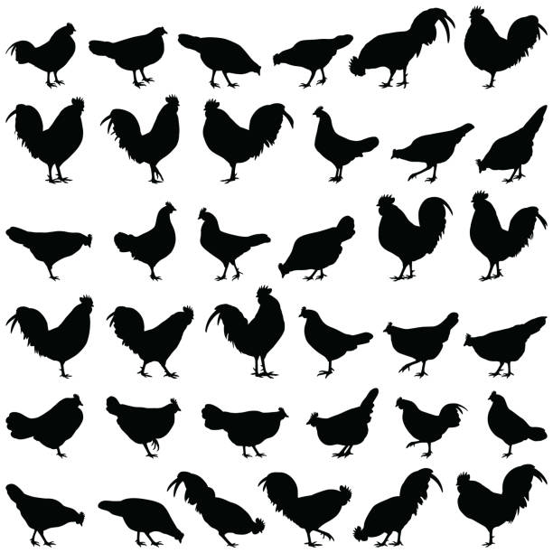 illustrations, cliparts, dessins animés et icônes de silhouette de poulet - poulet volaille domestique