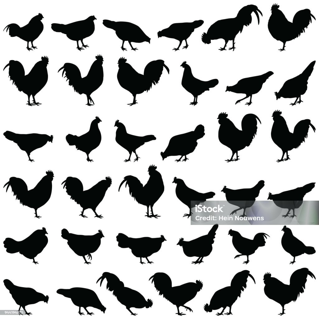 Pollo silhouette - arte vettoriale royalty-free di Pollo