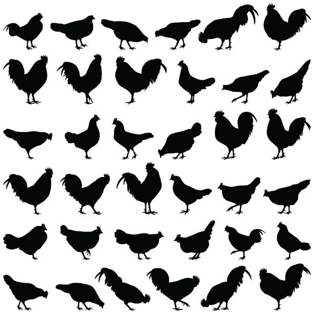 illustrazioni stock, clip art, cartoni animati e icone di tendenza di pollo silhouette - poultry