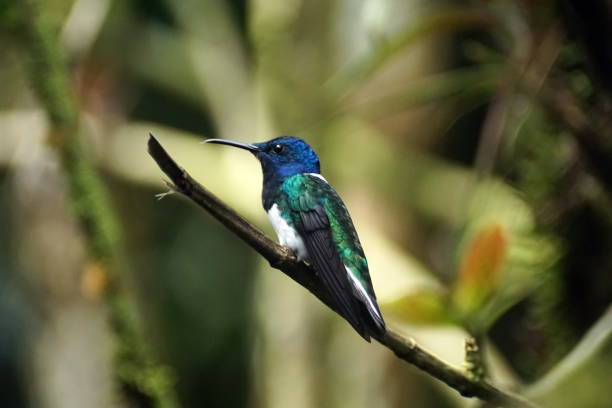 istock Hummingbird in Mindo, Ecuador 944198674