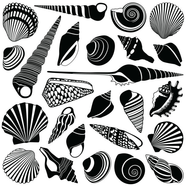 illustrations, cliparts, dessins animés et icônes de illustration de la coquille - vacations nature shell snail
