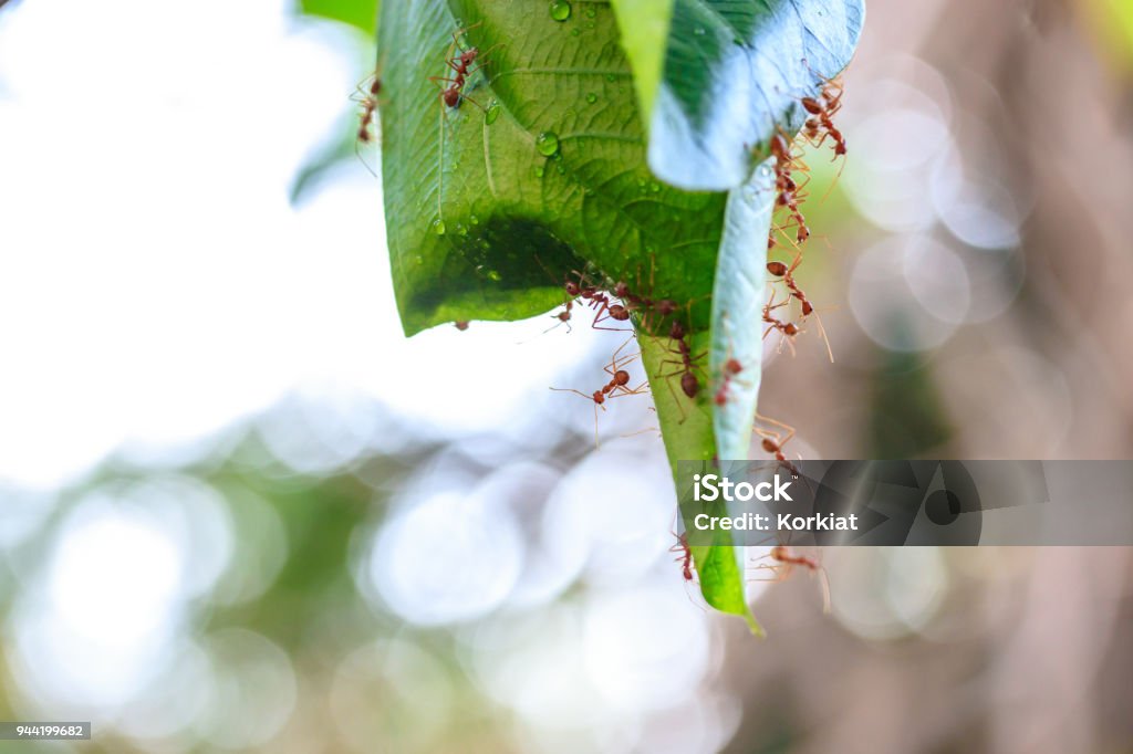 Ants building a nest of leaves Ants, Oecophylla smaragdina, building a nest of leaves on trees in the garden. Animal Stock Photo