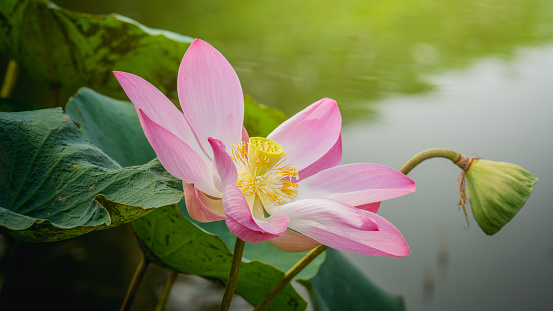 Close up pink lotus flower blossoms in the pond