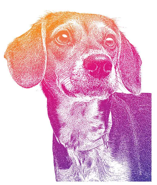 Vector illustration of Beagle dog waiting to be adopted
