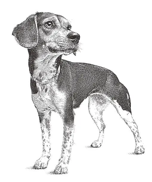 Vector illustration of Beagle dog waiting to be adopted