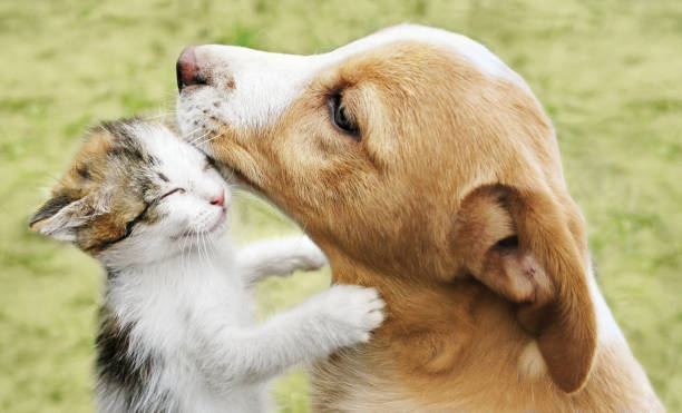 el gatito abraza al cachorro - pets friendship green small fotografías e imágenes de stock