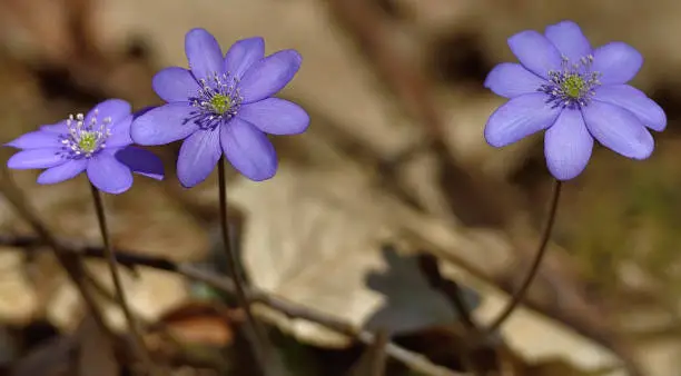 Hepatica nobilis or liverleaf (Leberblümchen), is a species of flowering plant, 
a herbaceous perennial in the buttercup family Ranunculaceae.
 
It is native to the eastern United States and to central and eastern Canada.
It is a small plant growing to 10 cm (3.9 in) tall and broad, 
with bright blue flowers strongly resembling anemones, in early spring.

In cultivation, this plant has gained the Royal Horticultural Society's Award of Garden Merit.

Searching for the first wildflowers of the year is one of the highlights of early spring. 
In eastern North America, one of the most delightful early blooming species is hepatica 
(Hepatica nobilis). 

Its bright blue, white, or pink flowers warm the hearts of all who see them, as they shimmer 
in the rays of sunshine that reaches the forest floor thru the branches of the leafless trees 
of earliest springtime. 

The flowers may not fully open on a rainy day but even on cloudy days it is still quite a 
thrill to come across the subtle elegance of the partially opened flowers heralding the 
opening of the new season. 

The flowers have a fresh, delicate scent, their fragrance promises that spring is just around 
the corner. 

Hepatica nobilis is a small evergreen herb found growing in rich woodlands from Minnesota to 
Maine to Northern Florida west to Alabama. 

The flowers are most commonly blue or lavender, although white forms may be common locally, 
especially in southern areas, and there may be various shades of pink. 
Each flower comes up from the ground on its own stem, which is covered by long fine hairs and is several inches tall. What appear to be the petals are technically the sepals and three bracts surround each flower.