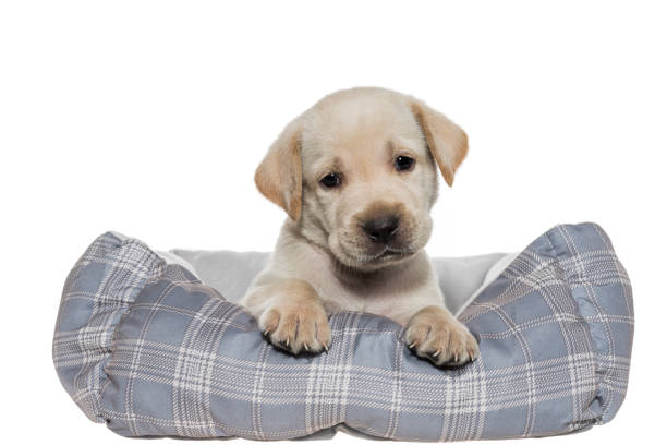 istock A curious Yellow Labrador puppy with head tilted in a dog bed - 5 weeks old 944230460