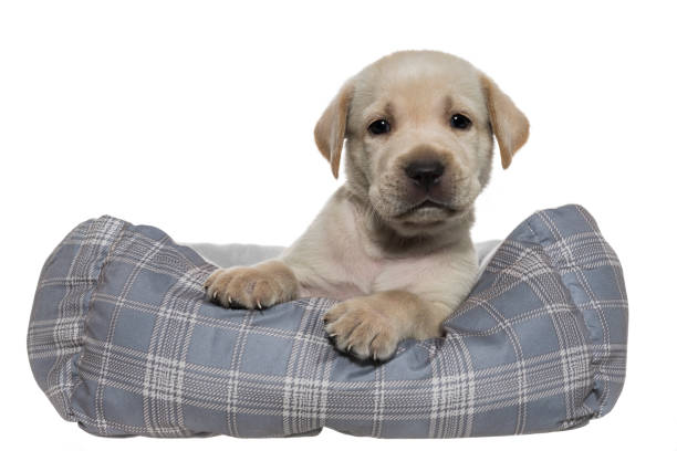 istock A curious Yellow Labrador puppy in a dog bed - 5 weeks old 944230584