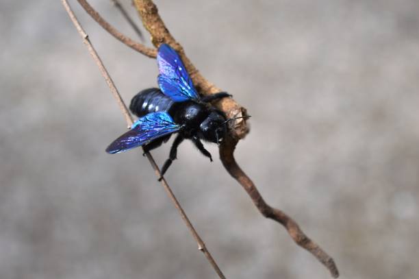 istock blue beetle on a dry plant 944237054