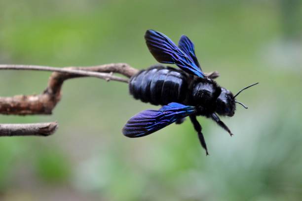 istock blue beetle on a dry plant 944237964