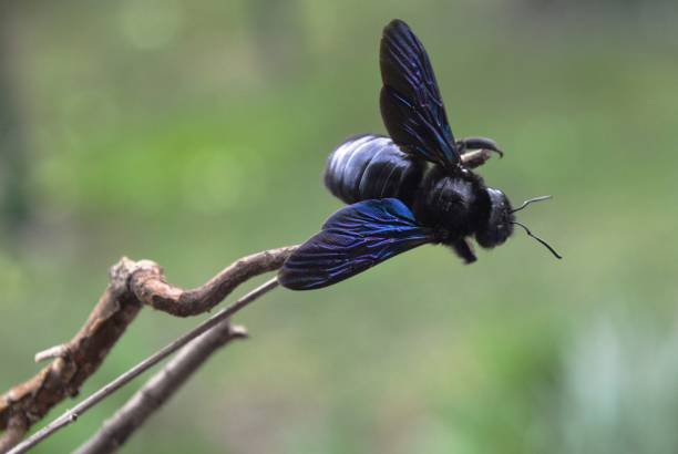 istock blue beetle on a dry plant 944238160