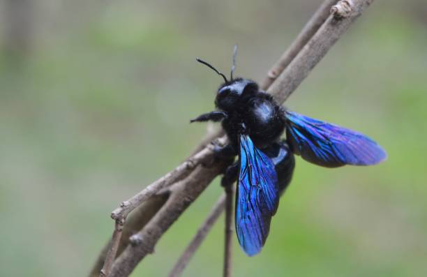 istock blue beetle on a dry plant 944238688