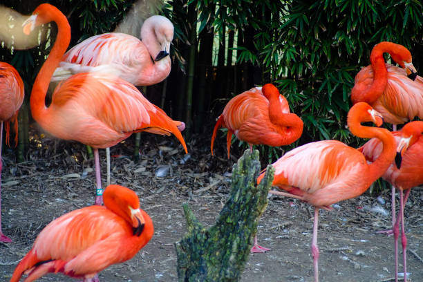 istock pink flamingos 944239410