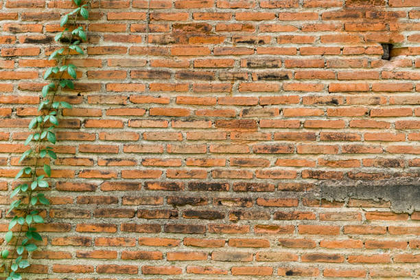 istock Old brick wall background covered in ivy plant with space. 944242142