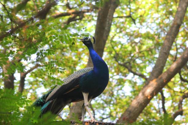 istock Peacock in its natural habitat 944251984