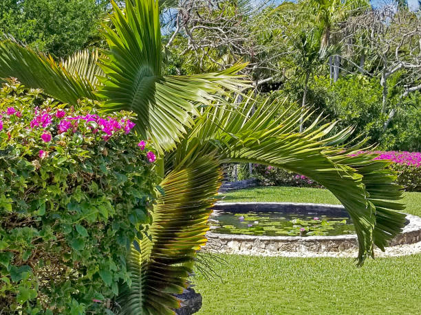 istock tropical palm tree in garden 944254800