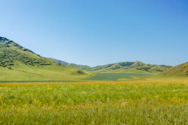 istock Lush grasslands of central Mongolian steppe 944254866