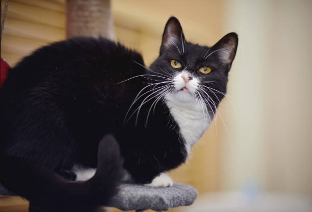 istock Black with white cat with yellow eyes 944258420