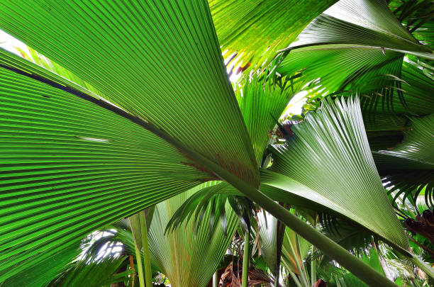 istock Jungle Valle de Mai on the Seychelles islands 944258472